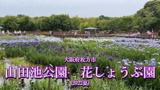 大阪府枚方市　山田池公園　花しょうぶ園　(2022夏)