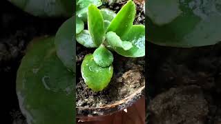 গাছ লাগানো যখন নেশায় পরিনত হয়।#shorts #bangladesh #viralvideo #plants