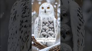 حقایقی در موردمادر...❣️💝