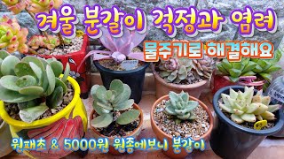 겨울 분갈이 걱정과 염려, 물주는 방법으로  해결해요! 5000원 원종에보니 \u0026 원패초 분갈이 #다육이를부탁해