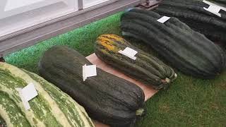 Harrogate Autumn flower show 2021 Giant Vegetables