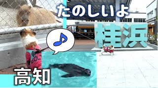 犬と桂浜水族館へ/2年連続人気ナンバー1/みんなあ高知に来てねー/桂浜公園3月4日グランドオープン/ジャックラッセルテリア/チップ/6歳