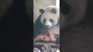 可爱润玥挠痒痒#大熊猫润玥 #panda