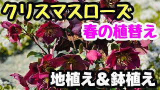 『クリスマスローズ』❣️誰でも簡単！今やりたいクリスマスローズの植え替え🎵