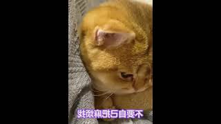 你知道猫咪受委屈后，是什么样的表现吗 #004