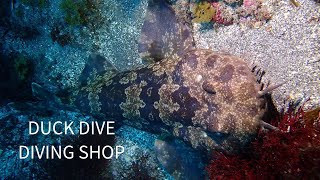 オオセが出た!!　千葉県エリア・スキューバダイビングでの水中世界。DUCKDIVE　DIVINGSHOP