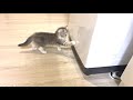 子猫の好奇心が旺盛すぎて、どこでも侵入しちゃいます…【スコティッシュフォールド】