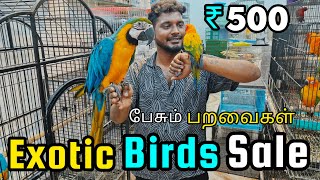 BIRDS SALE ரூ.500 முதல் Tamed And Talking Birds For Sale | Sun Conure,Cockatiel, African Love Birds