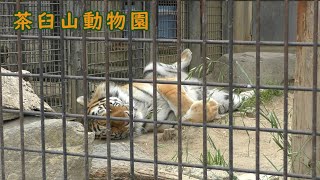 【茶臼山動物園】アムールトラとのお別れ（新くんと和ちゃん）