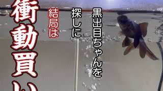 黒出目ちゃんを探しに行ったはずなんだけどなぁ　#金魚お迎え #金魚　#出目金 #佐々木養魚場 #ピンポンパール #衝動買い　#生体お迎え　#出目金探し