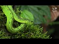 The venomous snakes of Africa - RAINFORESTS, Forest cobra, Green mamba, bush vipers, Gaboon viper