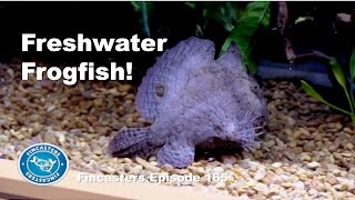 Freshwater Frogfish Fincasters Episode 165