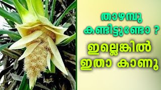 താഴമ്പൂ പൂജയ്ക്ക്  ഉപയോഗിക്കാത്തതെന്ത് കൊണ്ട് ? || Thazhampoo Flower