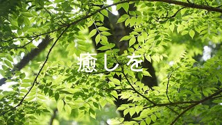 【BGM・心育・心理学】 緑の自然を見ることは、ストレス解消やリラックス効果・BGM・睡眠・リラックス・癒し