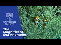 The Magnificent Sea Anemone | UM EKSKLUSIF (2022)