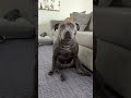 The Staffy Sit 😂