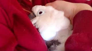 My Rescue Cockatoo Victoria's Health is Deteriorating | My Heart is Breaking