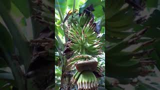 kela jalgaon plant (vavar) #shorts#viral