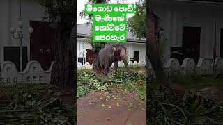 මීගොඩ පොඩි මැණිකේ| #kottePerahara2023 #thunpthRaana #shortvideo