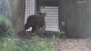 Indy Zoo mourns death of tiger