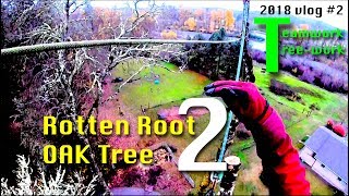 Rotten Root Oak Tree  pt. 2