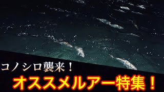 【シーバスルアー】緊急収録！東京湾全域でコノシロ接岸中！オススメルアー紹介！