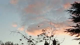 RAF Chinook Helicopters Sunset Flyby