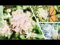 Swamp Milkweed Crash Course | Milkweed Plant Basics