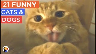 21 FUNNY Cat and Dogs Compilation - Try Not To Laugh | The Dodo Best Of