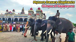 Mysore Dasara Elephants 2024 | A Glimpse of Gajapayana \u0026 Parade Rehearsal | Evening Walk Tradition👌🐘