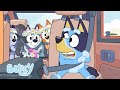 Es hora de viajar en familia | Bluey Español Canal Oficial