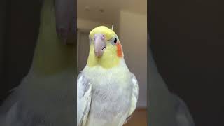 ほわ毛チャレンジ　#shorts  #オカメインコ