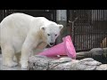 【しろくまピース】2024 1 30のピースちゃん💕その2　とべ動物園