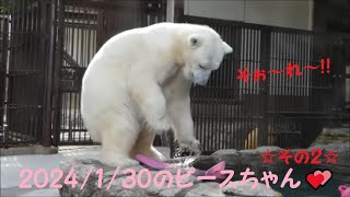 【しろくまピース】2024/1/30のピースちゃん💕その2　とべ動物園