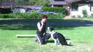 How to Handle Fear Aggression in Dogs