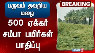 பருவம் தவறிய கனமழை | 500 ஏக்கர் சம்பா பயிர்கள் பாதிப்பு | Paddy Field Damage | Tamilnadu Rains