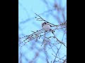 4k 雪の妖精シマエナガ　longtailedtit shorts