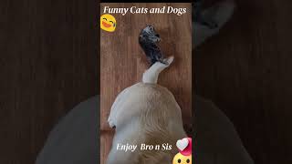 best funny cats and dogs videos 2023 - funniest cats and dogs videos #shorts