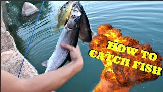 How to catch FISH! Sahuarita Lake Fishing Pt.2 | Multi-Species Day Tucson