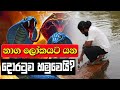 නාග ලෝකයේ දොරටුව හමුවෙයි │Naga Lokaya│ │Kelani Viharaya Temple│ - Beyond Illusion to Reality