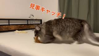 釣り竿のおもちゃで遊んでみた【猫動画】