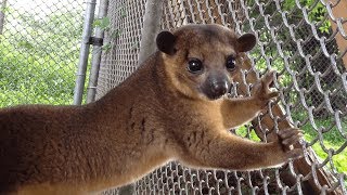 This Kinkajou is the Cutest Animal You've Never Heard Of