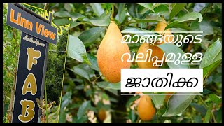 Feb Nutmeg#Best nutmeg in Kerala#Best jadi in kerala | Jathi krishi | Fab Jathi | Fab Cultivation