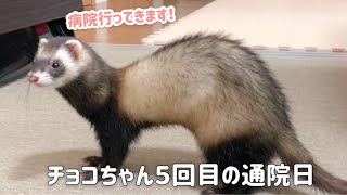 【フェレットの病気】リンパ腫疑いのチョコちゃん５回目の通院日【ferret#302】