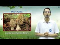 interesting facts about plants types of plants wolffia morchella monkey orchid completedu