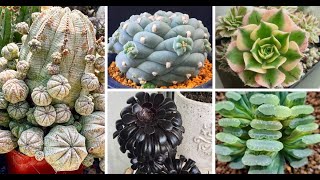 Top 30 Unique Succulents For Collector