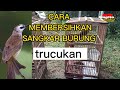 MEMBERSIHKAN SANGKAR BURUNG TRUCUKAN OMBYOKAN ⁉️ #sugitoaviarychannel #burungombyokan #trucukan