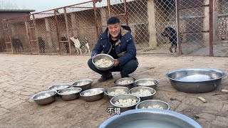 大年三十给所有狗做年夜饭，600个手工水饺过新年，狗狗馋的流口水