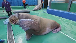 セイウチお食事タイム　伊勢シーパラダイス　24.1.16