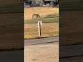 wild coyotes in arizona coyotes sleepingontheblacktop arizona pack colterwall desert wild